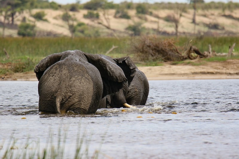 Elephant at Mombo Camp