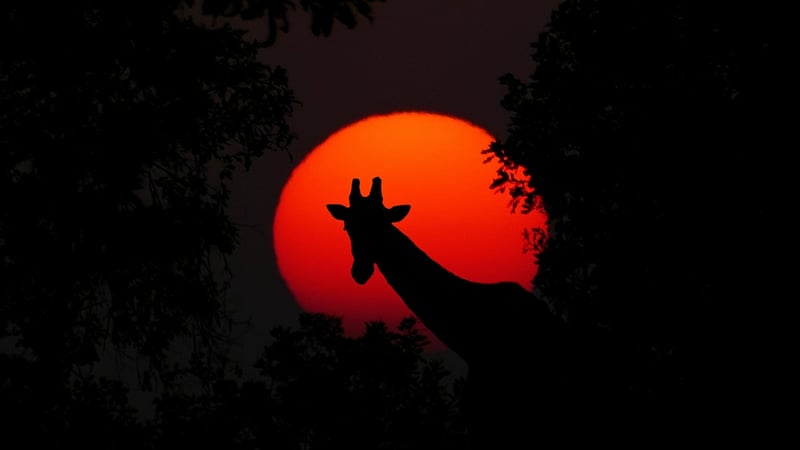 Giraffe at Singita Sabi Sand