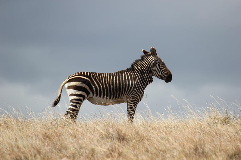 Zebras at Serengeti Migration Camp